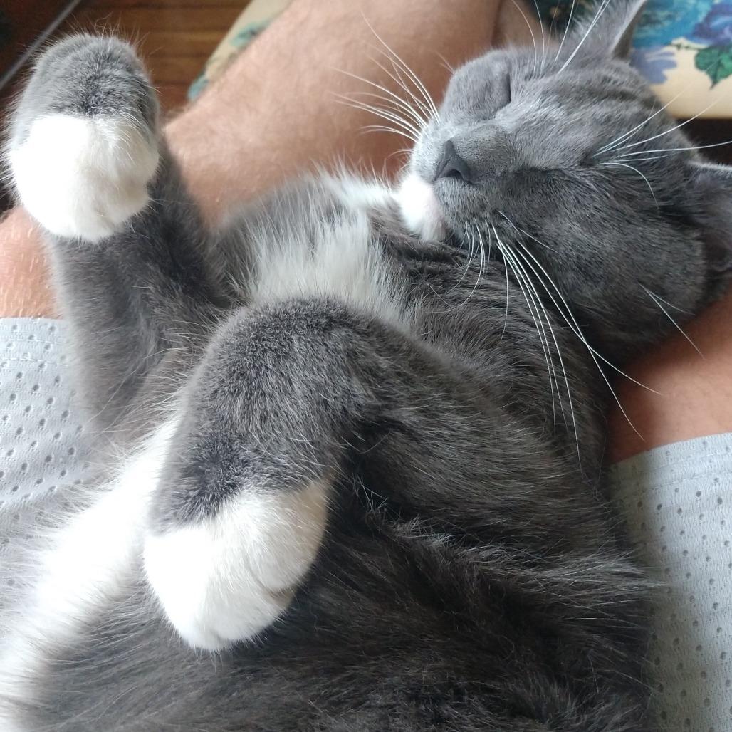 Alfonse, Adoptable, Senior Male American Shorthair.