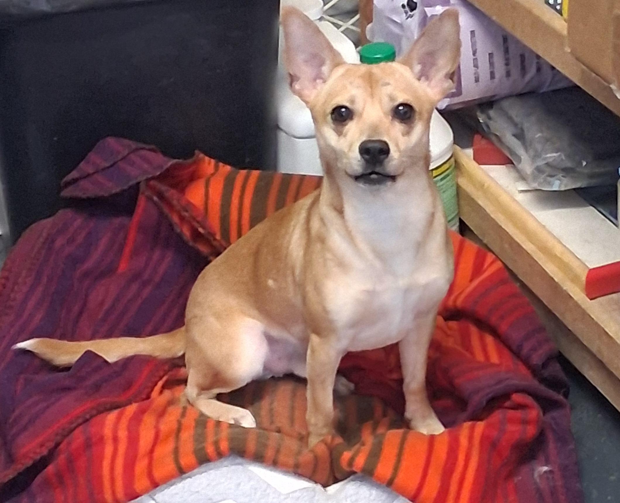 Enlarge Bentley, a Adoptable mixed breed in Onley, VA image 1/3