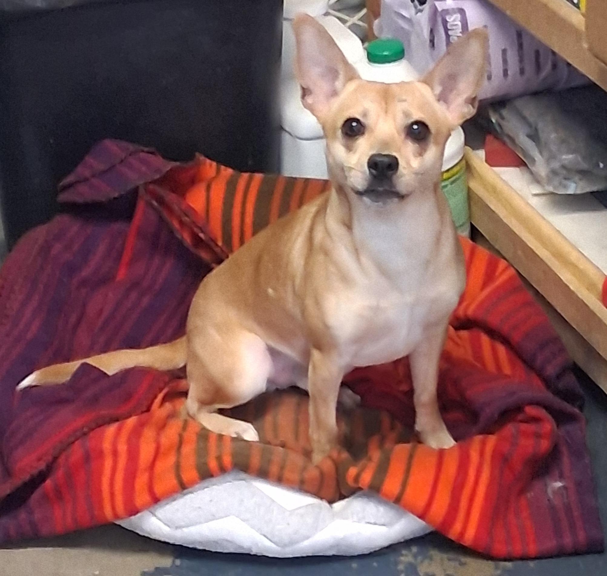 Enlarge Bentley, a Adoptable mixed breed in Onley, VA image 3/3