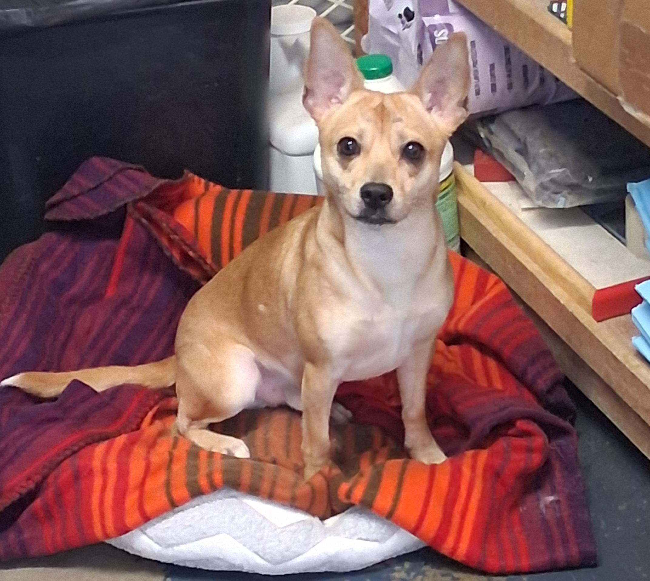 Enlarge Bentley, a Adoptable mixed breed in Onley, VA image 2/3