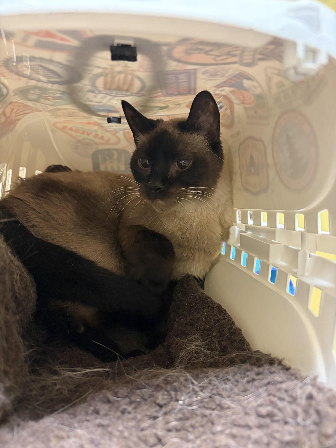 Billie, adopted, Adult Female Siamese.