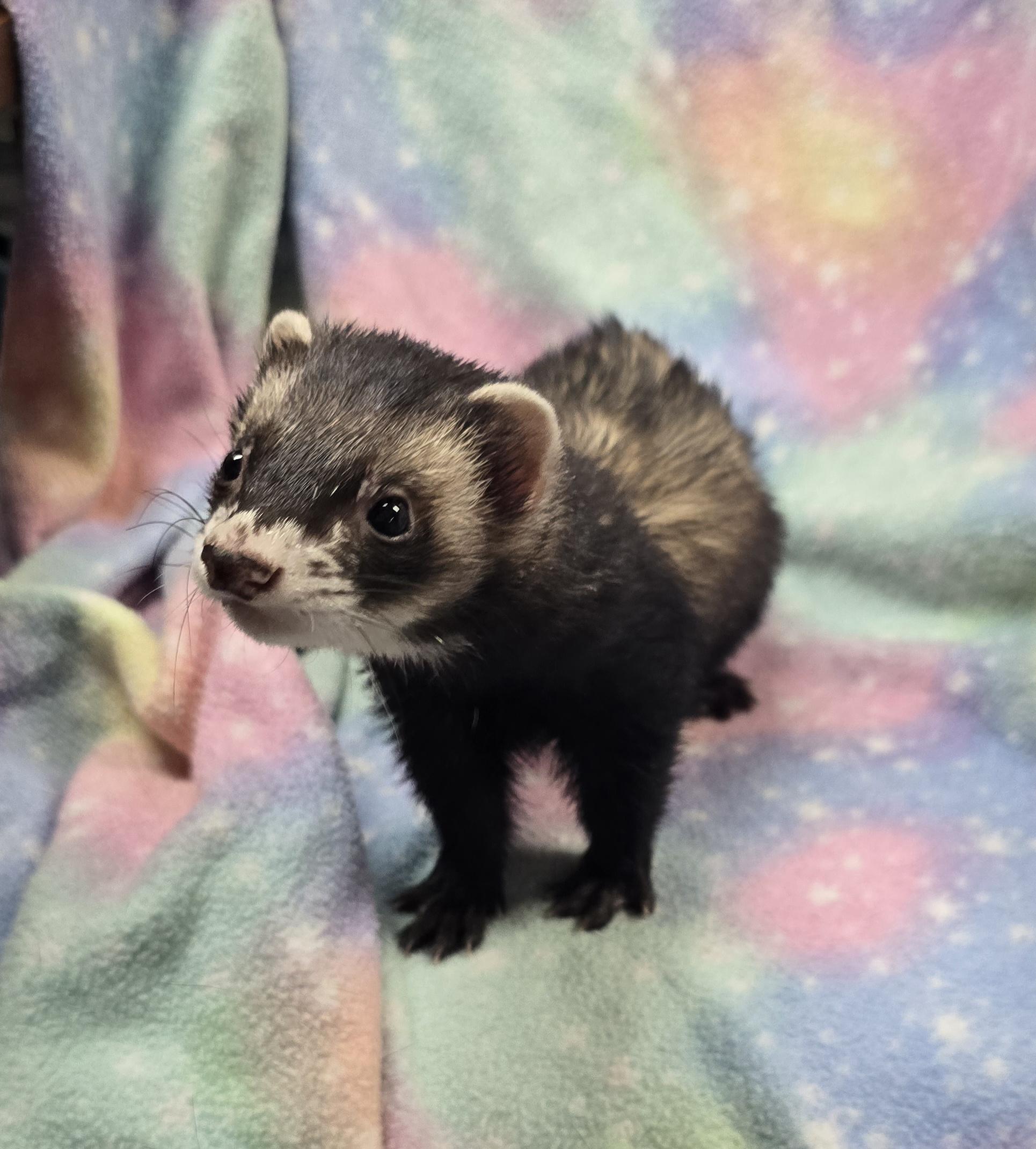 Enlarge Rocket, a ADOPTABLE Ferret in Randolph, NJ image 4/4