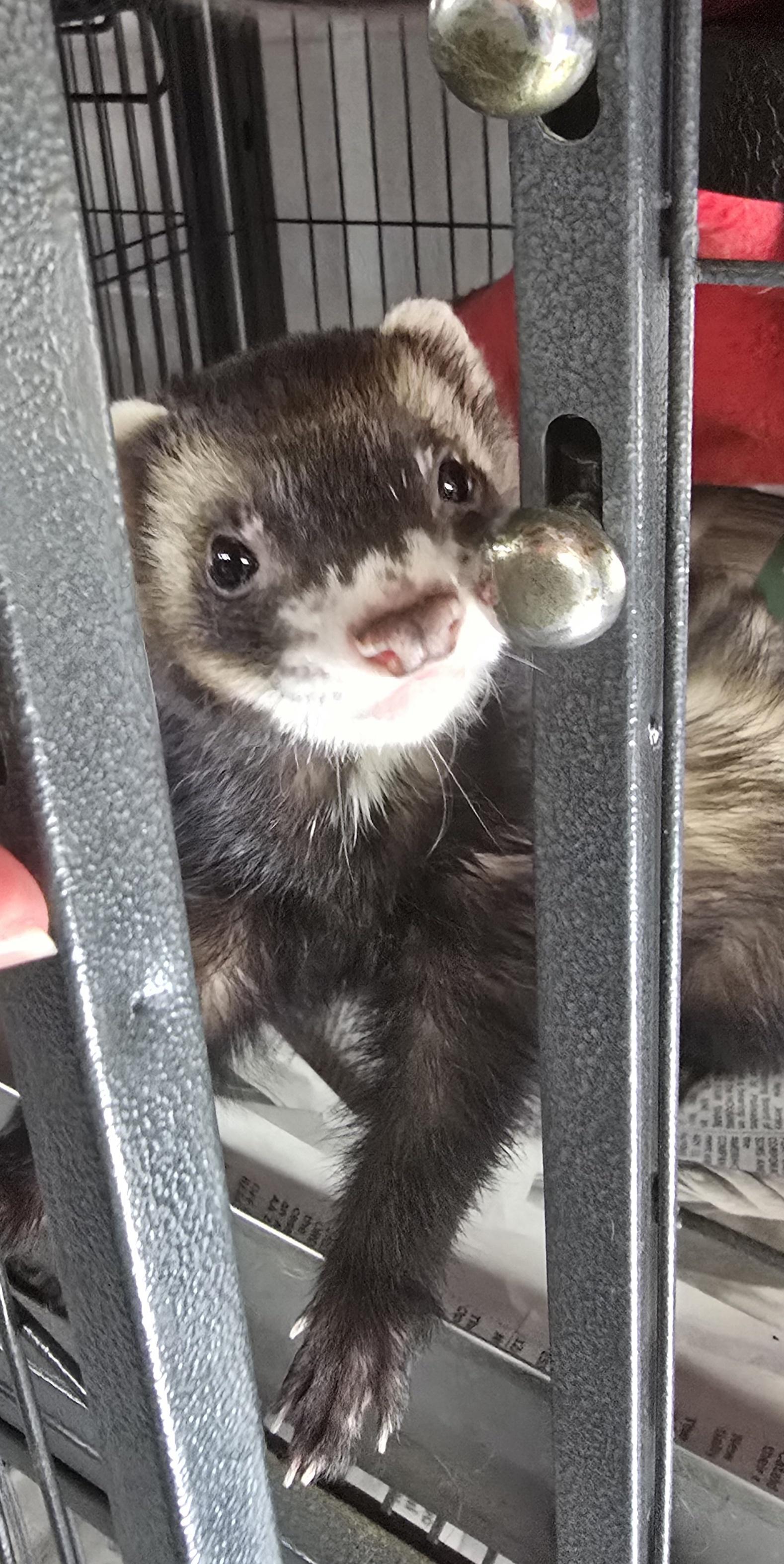 Enlarge Rocket, a ADOPTABLE Ferret in Randolph, NJ image 2/4
