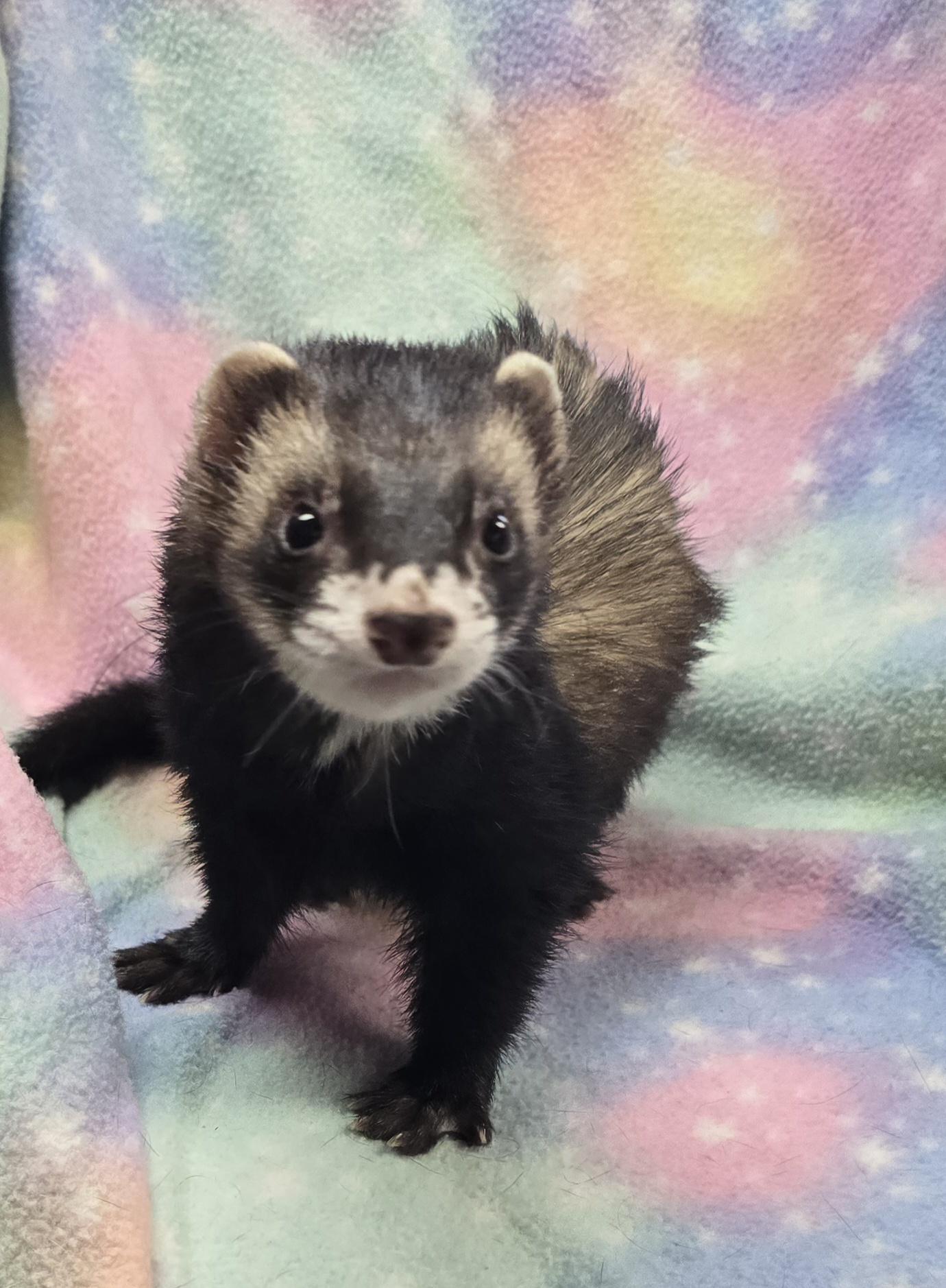 Enlarge Rocket, a ADOPTABLE Ferret in Randolph, NJ image 3/4