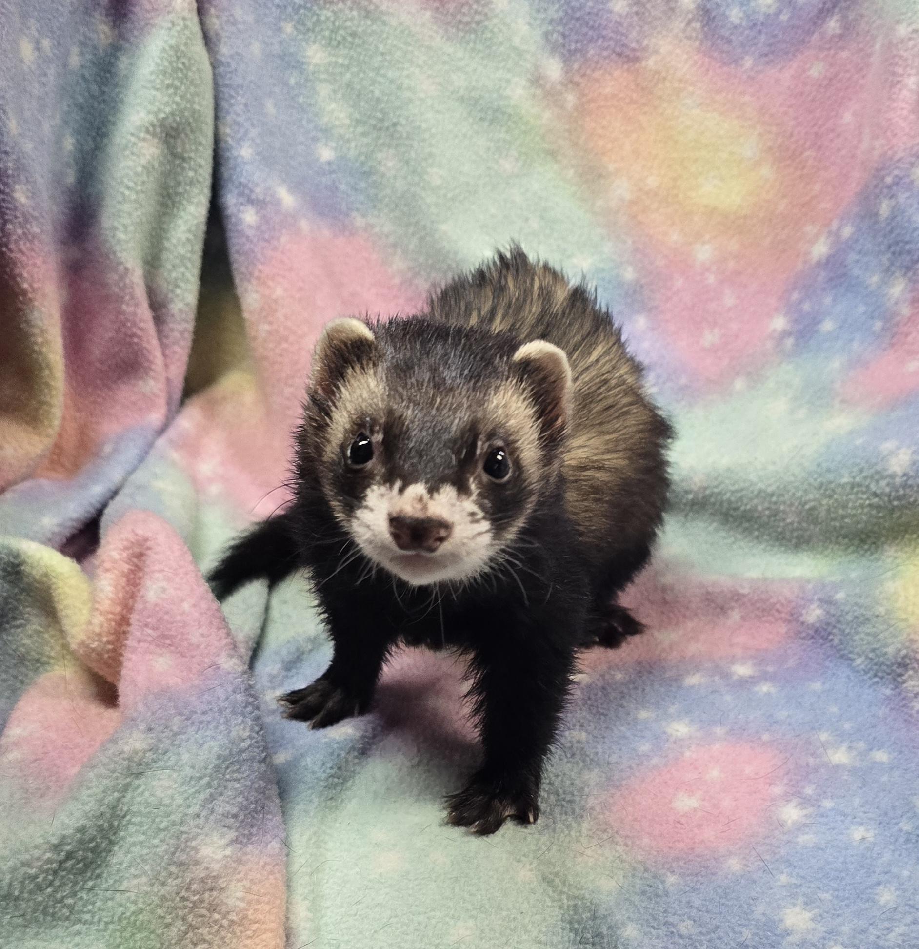Rocket, ADOPTABLE, Adult Male Ferret.