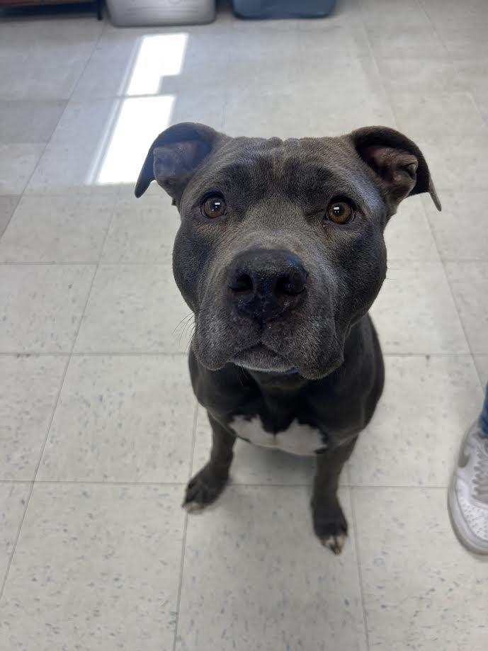 Bonzo, ADOPTABLE, Adult Male Pit Bull Terrier.