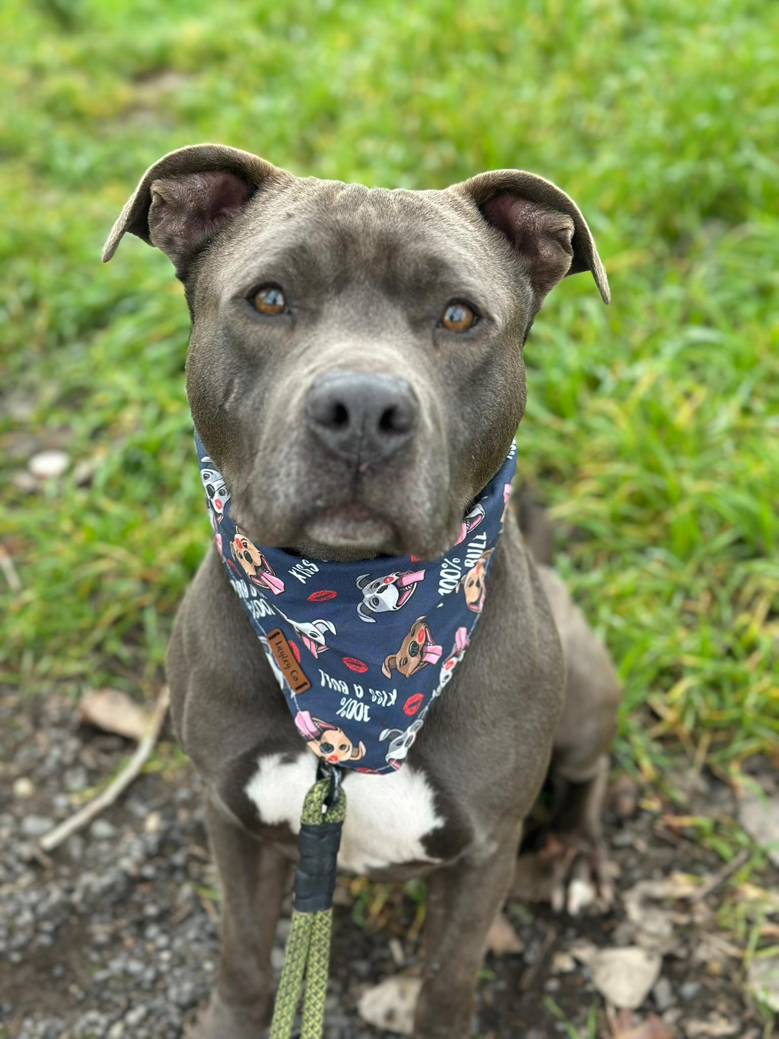 Enlarge Bonzo, a ADOPTABLE Pit Bull Terrier in Oakdale, CA image 1/1