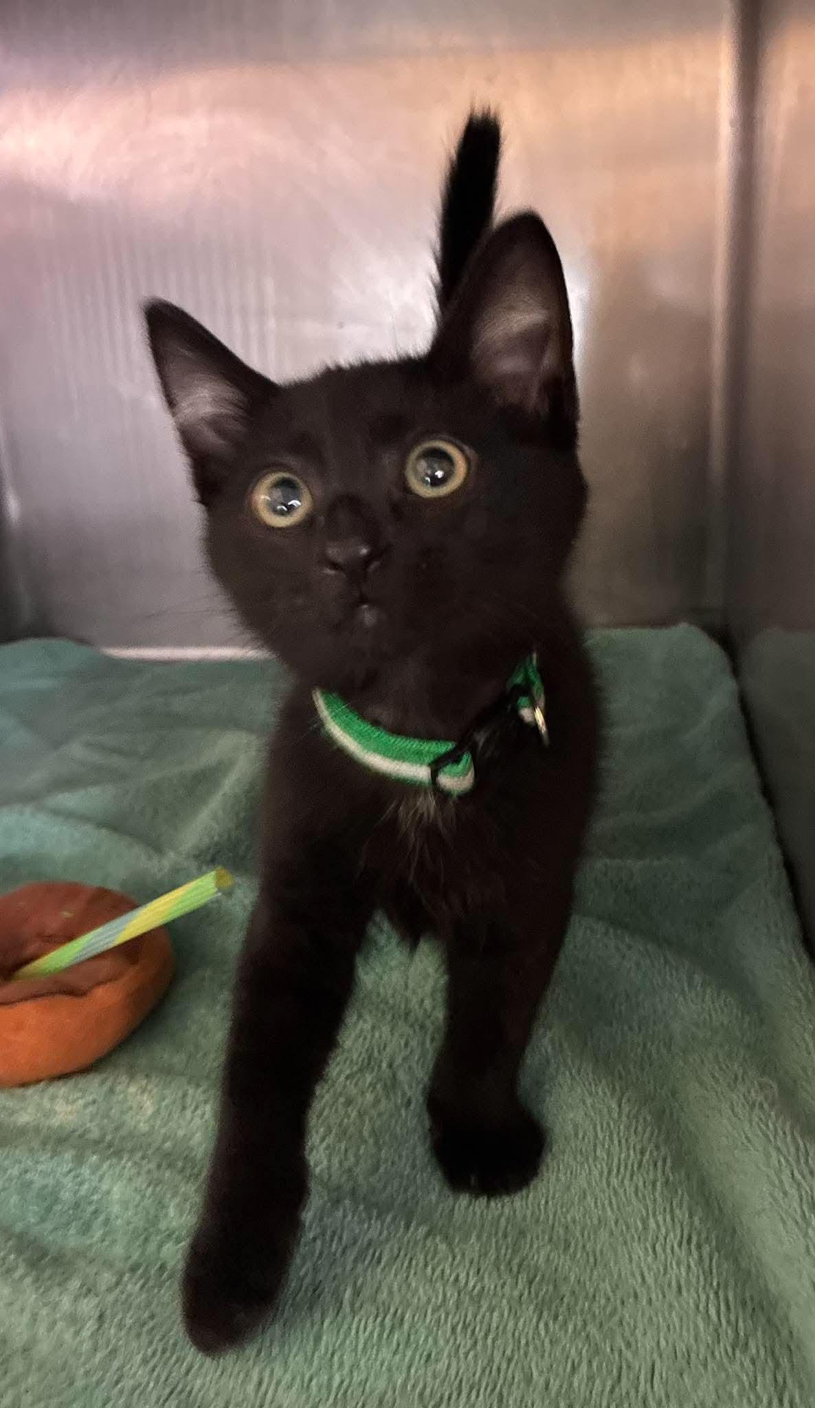Enlarge Milo, a Adoptable mixed breed in Petersburg, IL image 2/4