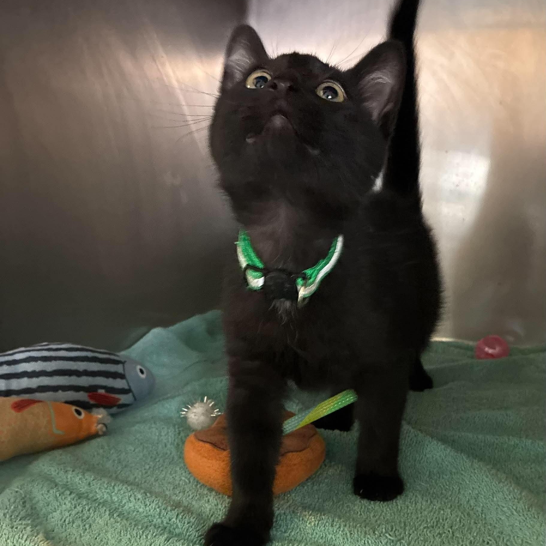 Milo, Adoptable, Kitten Male Domestic Short Hair.