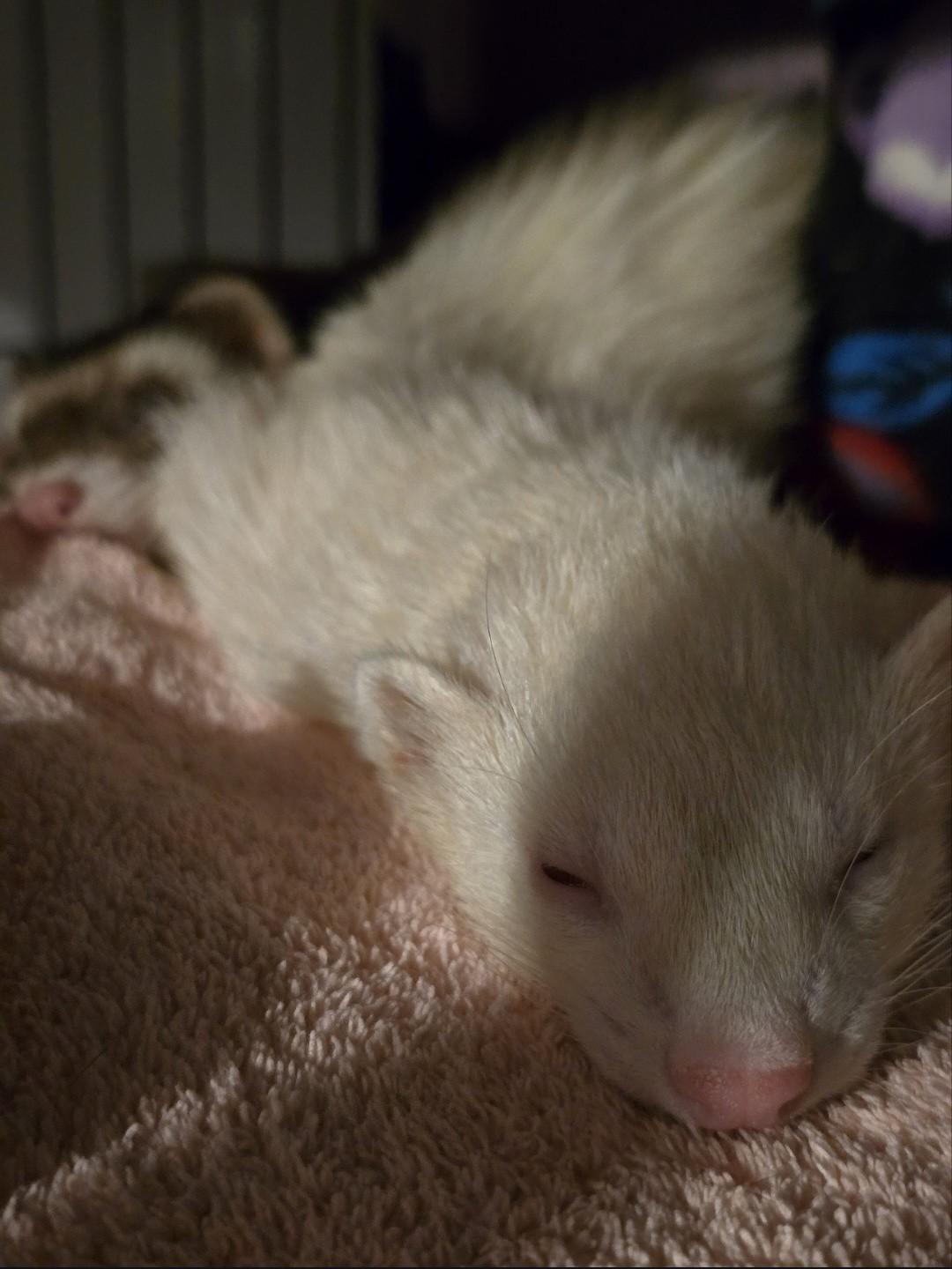 Enlarge Brian O'Noodle, a ADOPTABLE Ferret in Lake worth, FL image 1/1
