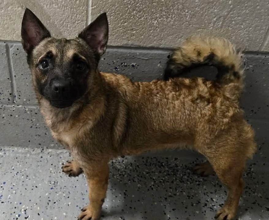CHILI, Adoptable, Adult Female Pug & Chihuahua.