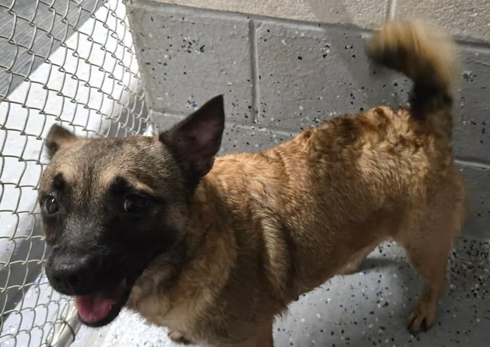 Enlarge CHILI, a Adoptable mixed breed in Reed City, MI image 2/2