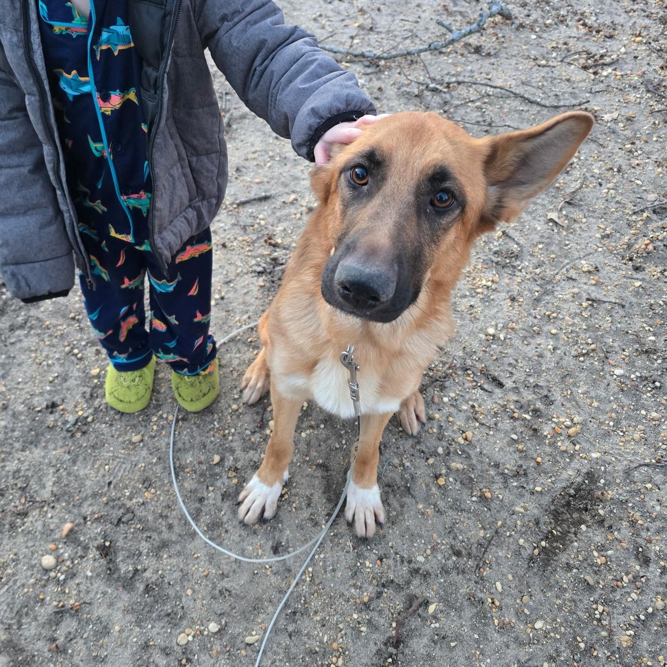 Lisa, an adopted German Shepherd Dog in Bayville, NJ image 3/5