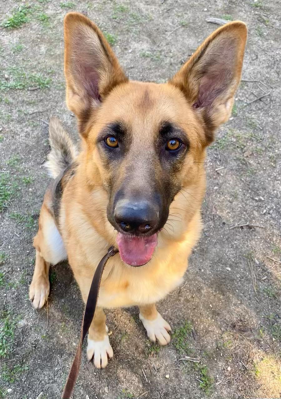 Lisa, an adopted German Shepherd Dog in Bayville, NJ image 1/5