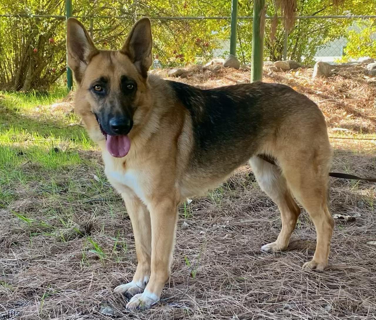 Lisa, an adopted German Shepherd Dog in Bayville, NJ image 2/5