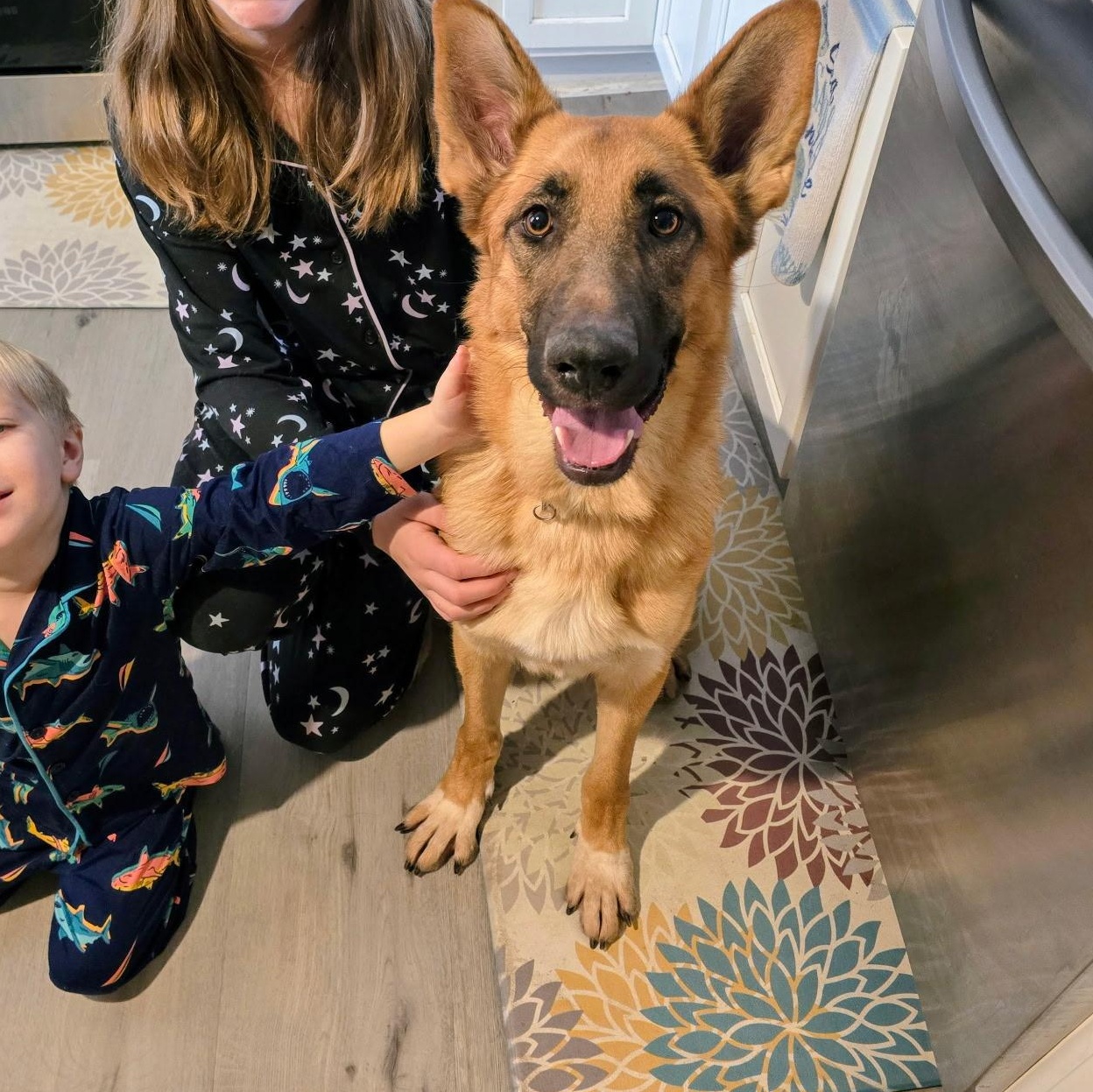 Lisa, an adopted German Shepherd Dog in Bayville, NJ image 4/5