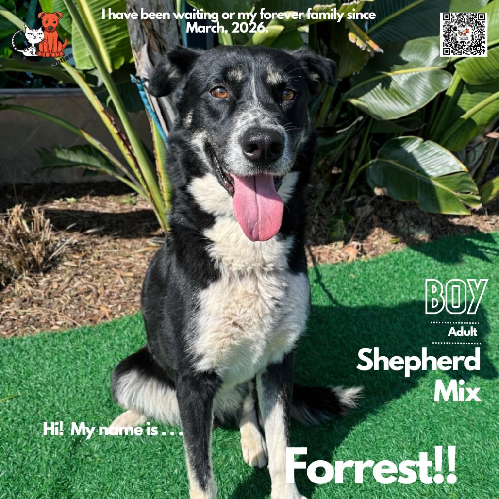 Forrest, a Adoptable mixed breed in Westminster, CA image 1/2