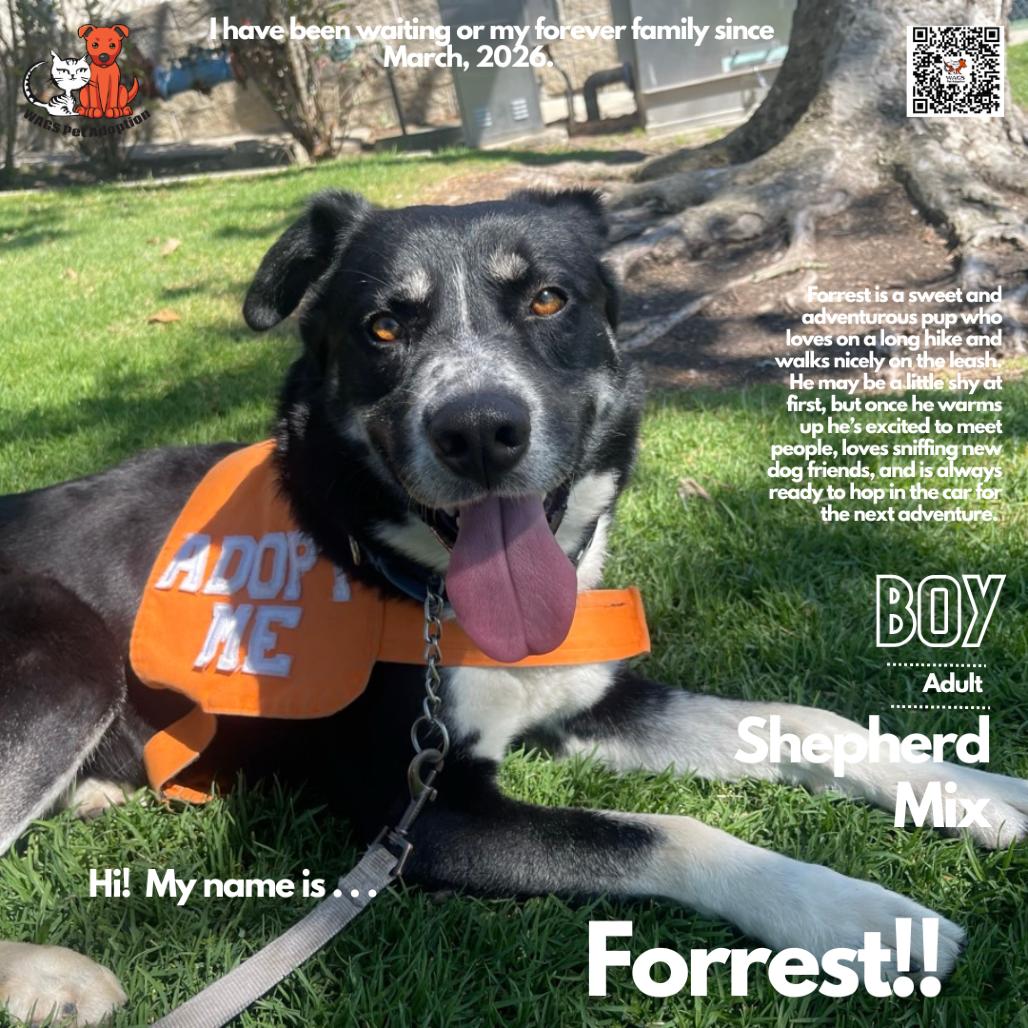 Forrest, a Adoptable mixed breed in Westminster, CA image 2/2