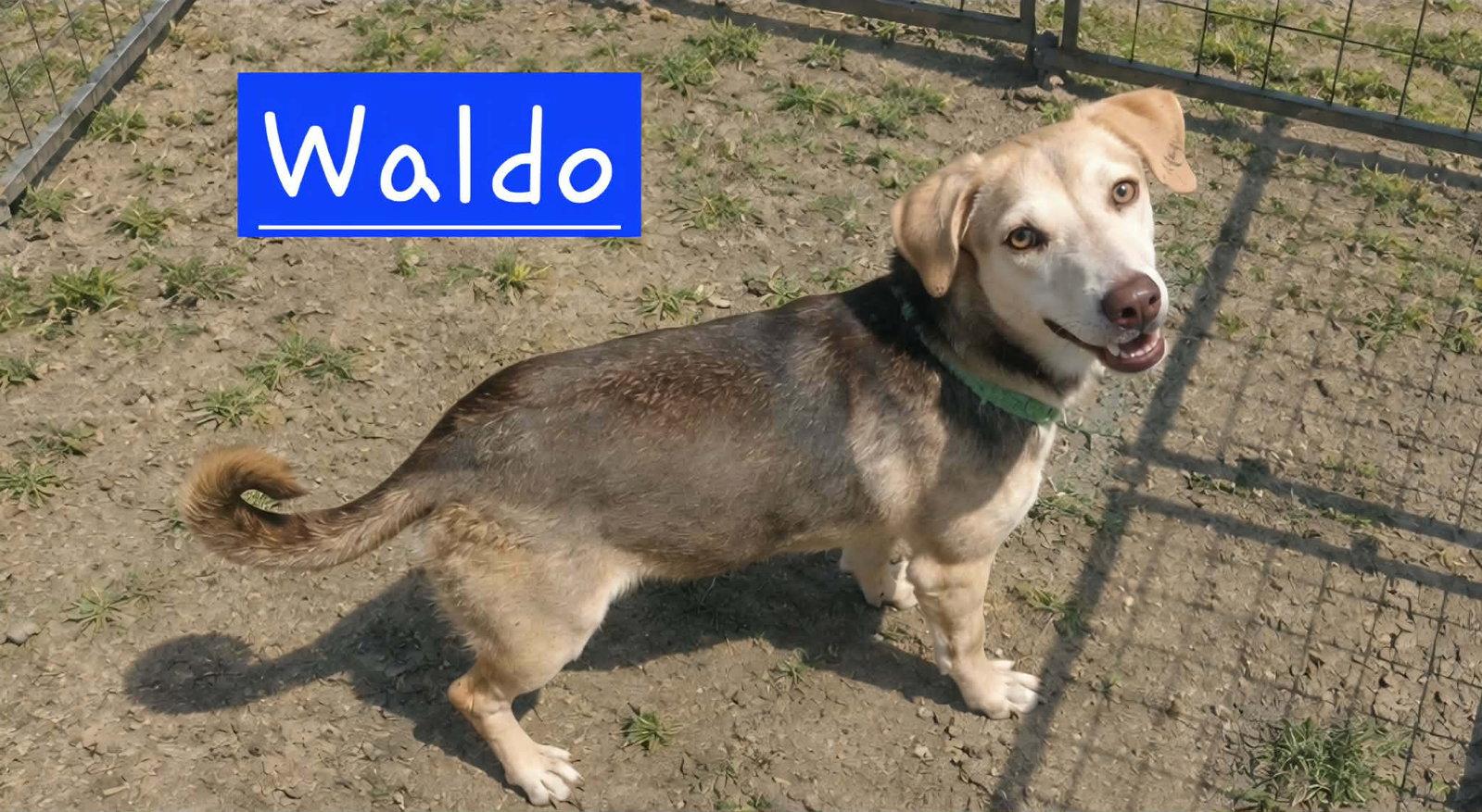 Sir Waldo, Adoptable, Puppy Male Beagle.