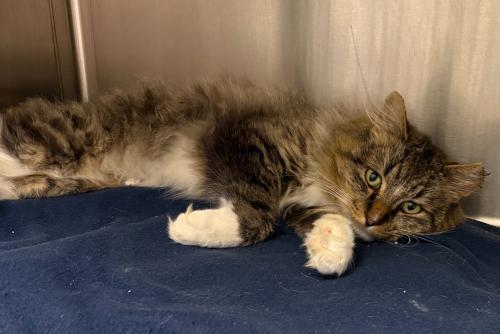 Krampus, Adoptable, Adult Male Domestic Medium Hair.