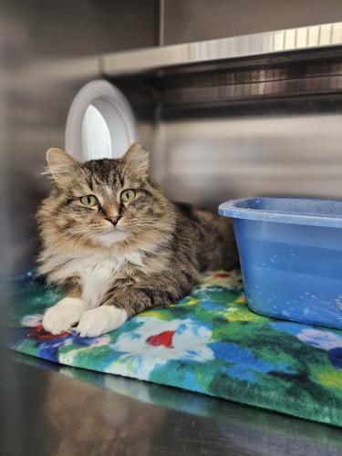 Enlarge Krampus, a Adoptable Domestic Medium Hair in Webster, MA image 2/2