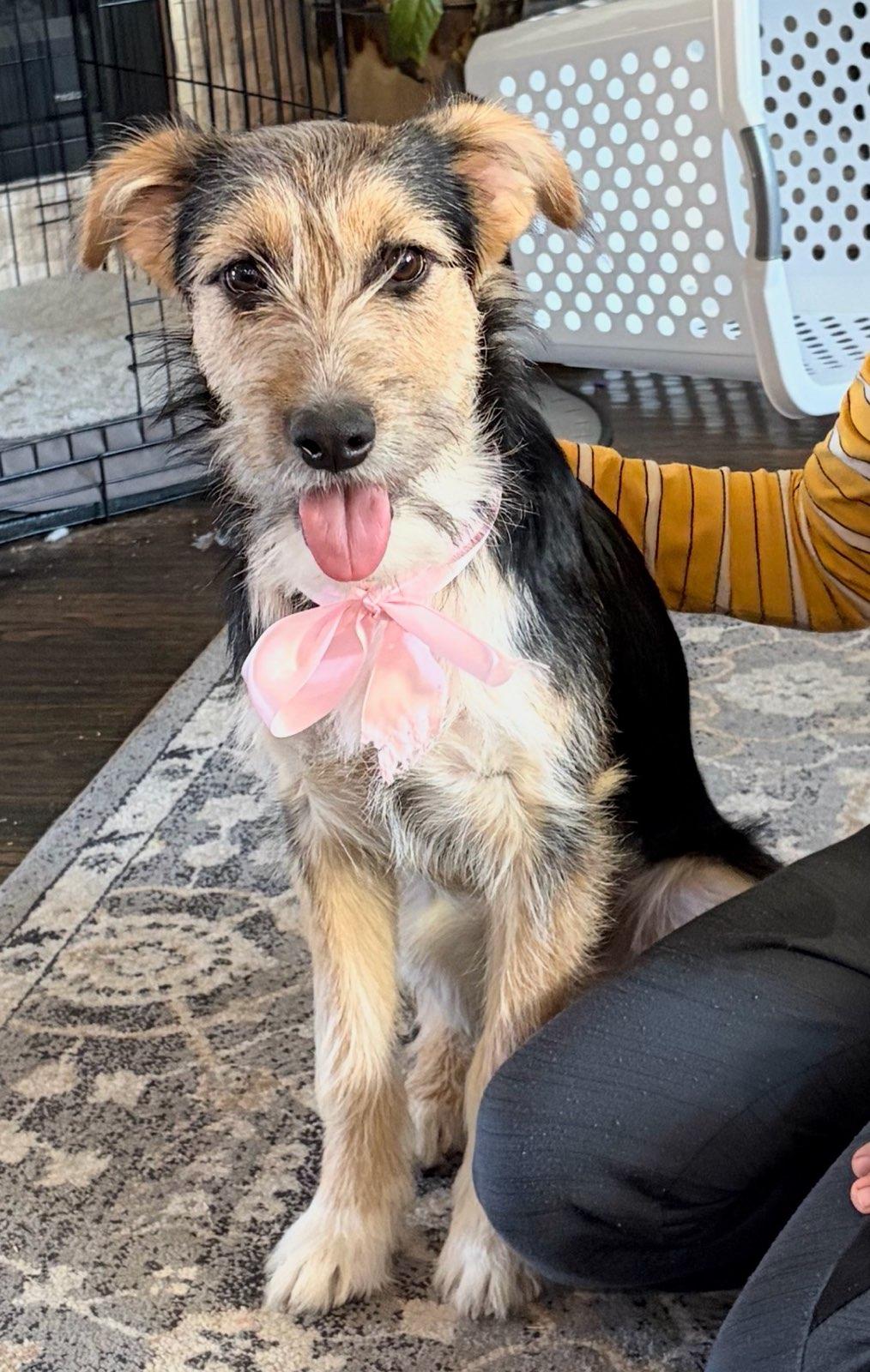 Bailey, Adoptable, Young Female Wire Fox Terrier & Airedale Terrier.