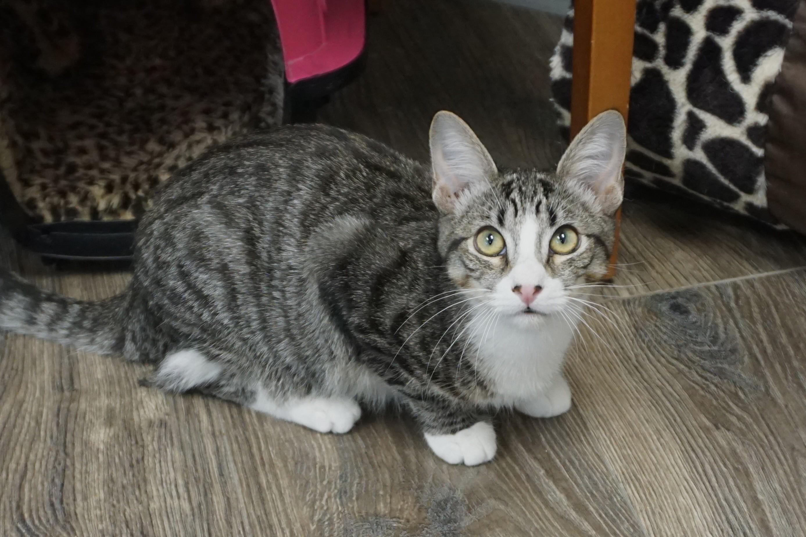 Enlarge Clovis, a Adoptable Domestic Short Hair in Fountain Hills, AZ image 2/5