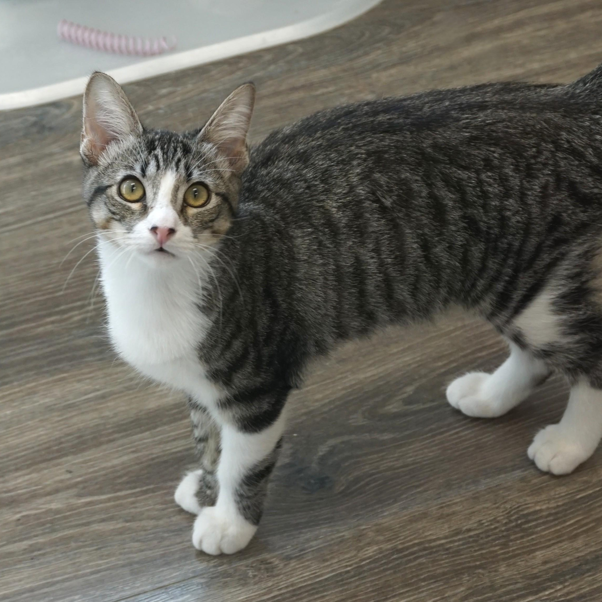 Enlarge Clovis, a Adoptable Domestic Short Hair in Fountain Hills, AZ image 3/5