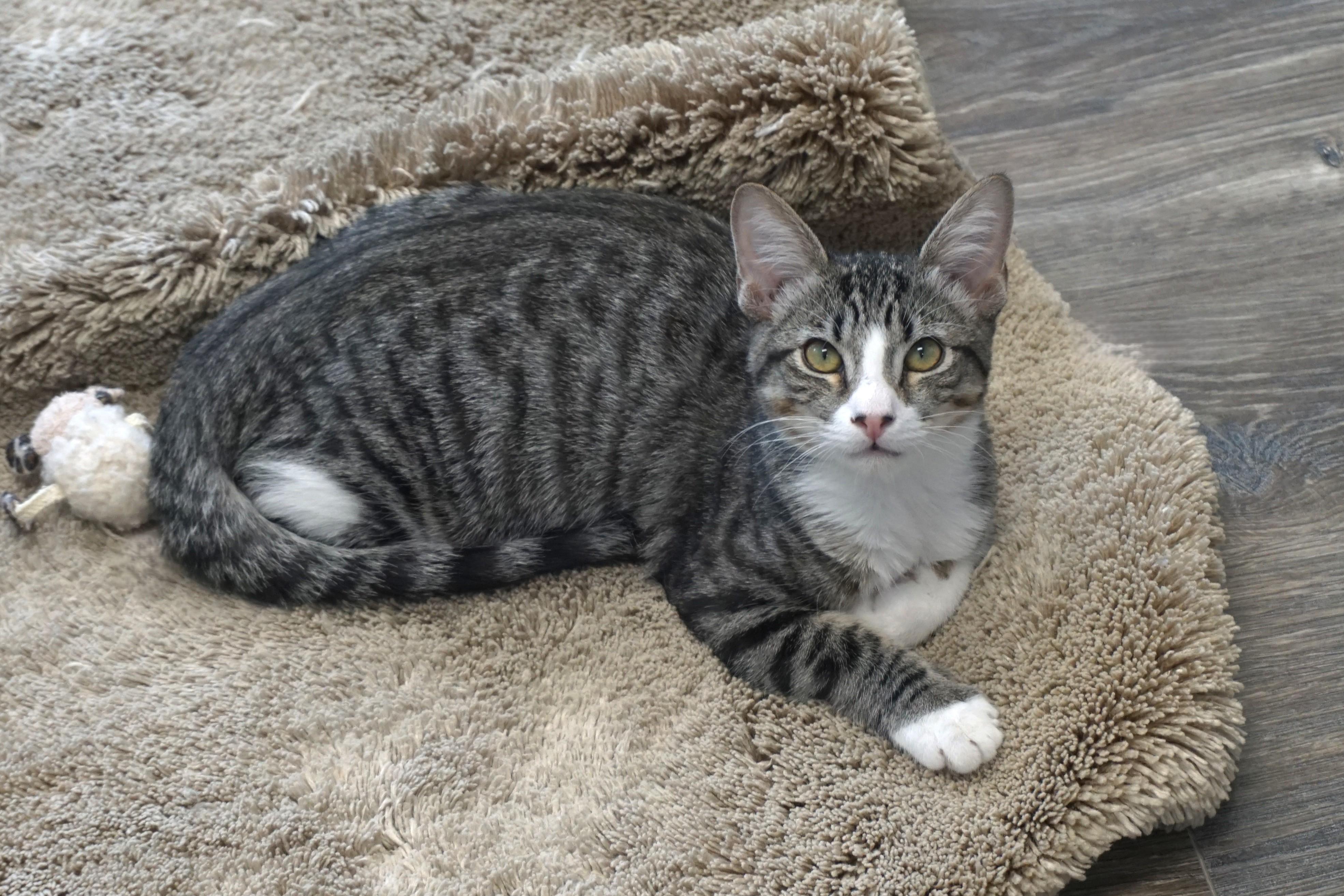 Enlarge Clovis, a Adoptable Domestic Short Hair in Fountain Hills, AZ image 1/5