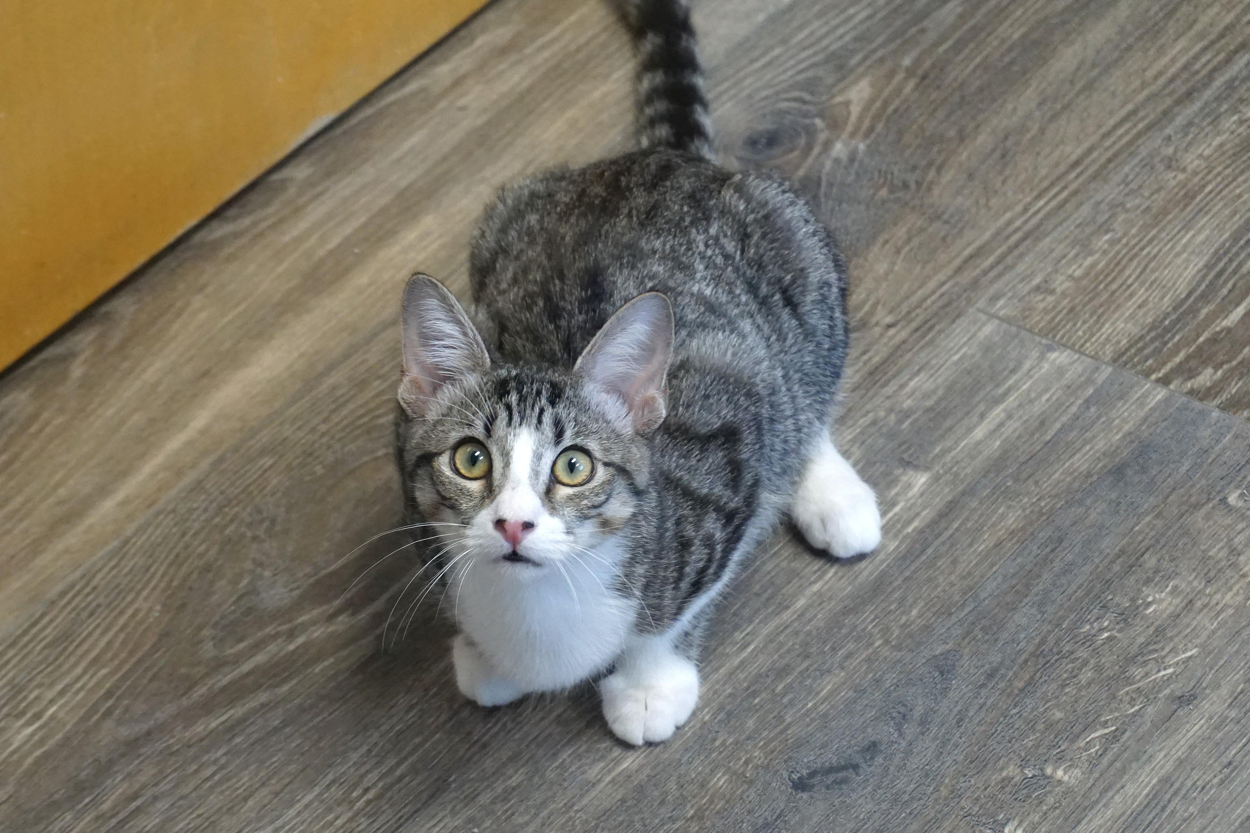 Enlarge Clovis, a Adoptable Domestic Short Hair in Fountain Hills, AZ image 5/5