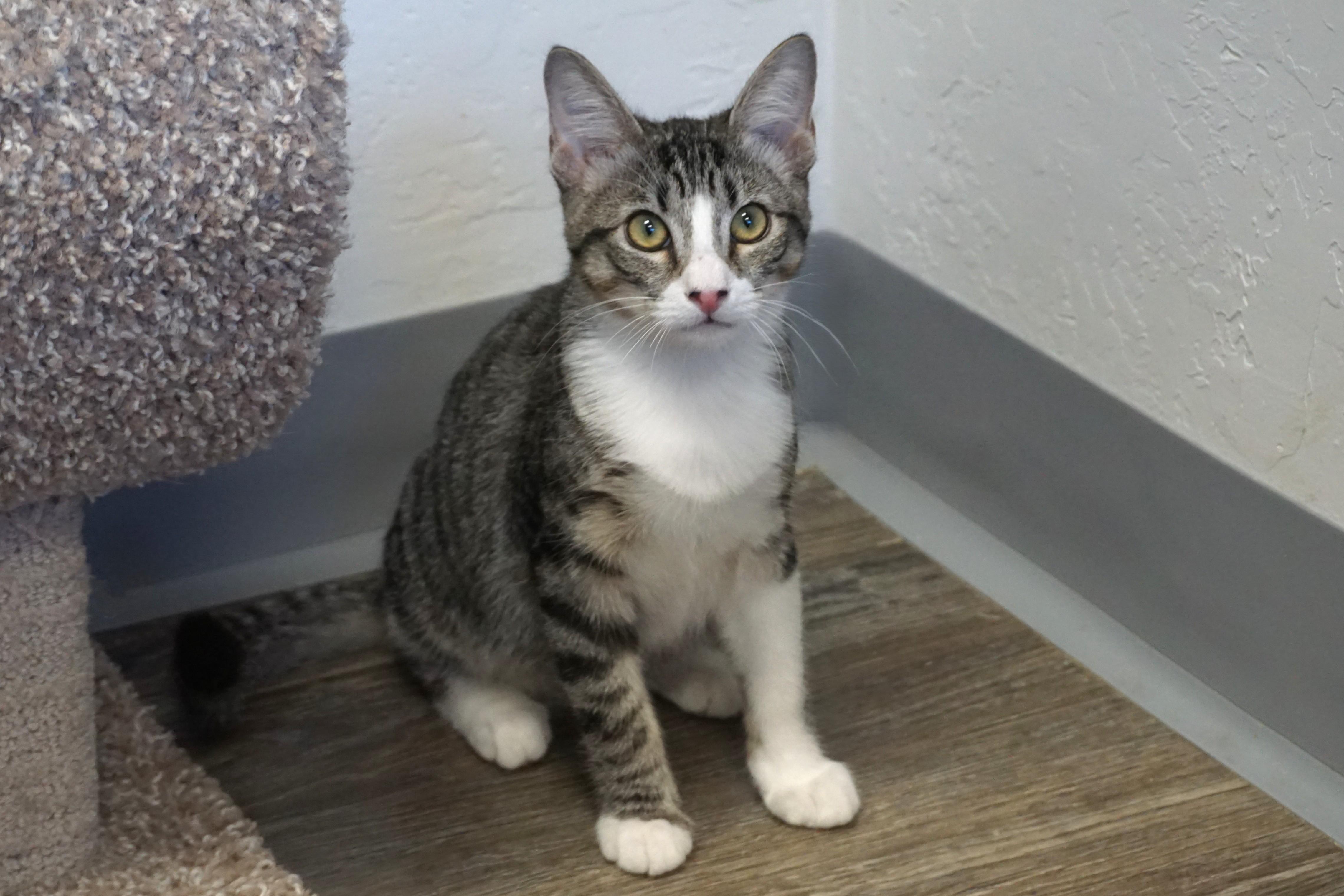 Enlarge Clovis, a Adoptable Domestic Short Hair in Fountain Hills, AZ image 4/5
