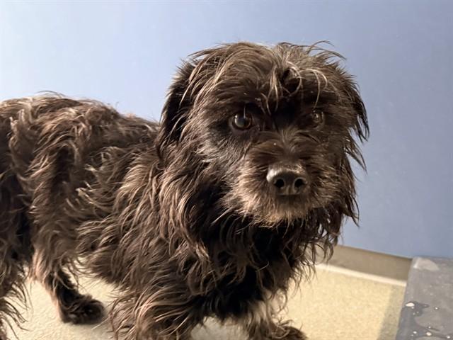 JUNIPER, adopted, Young Female Shih Tzu & Miniature Poodle.