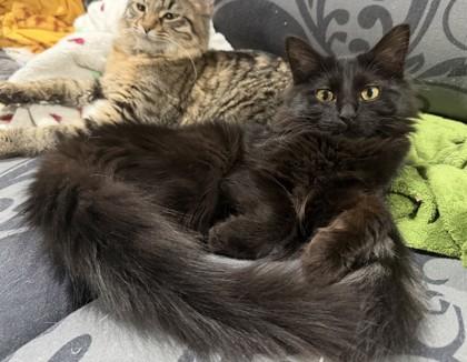 Kraken 51873, adopted, Kitten Female Domestic Medium Hair.