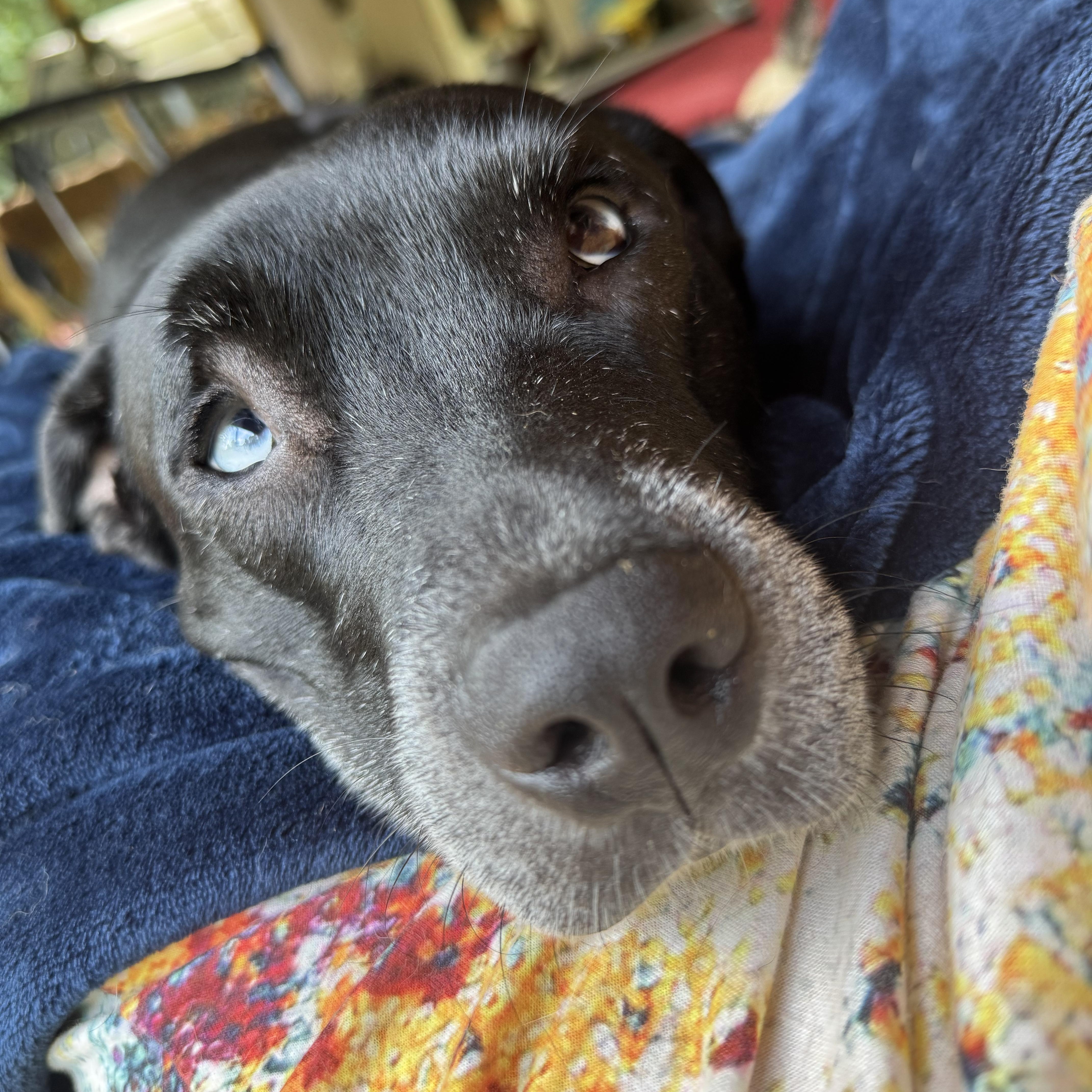 Indy Anna Jones, a Adoptable mixed breed in Ragland, AL image 5/6