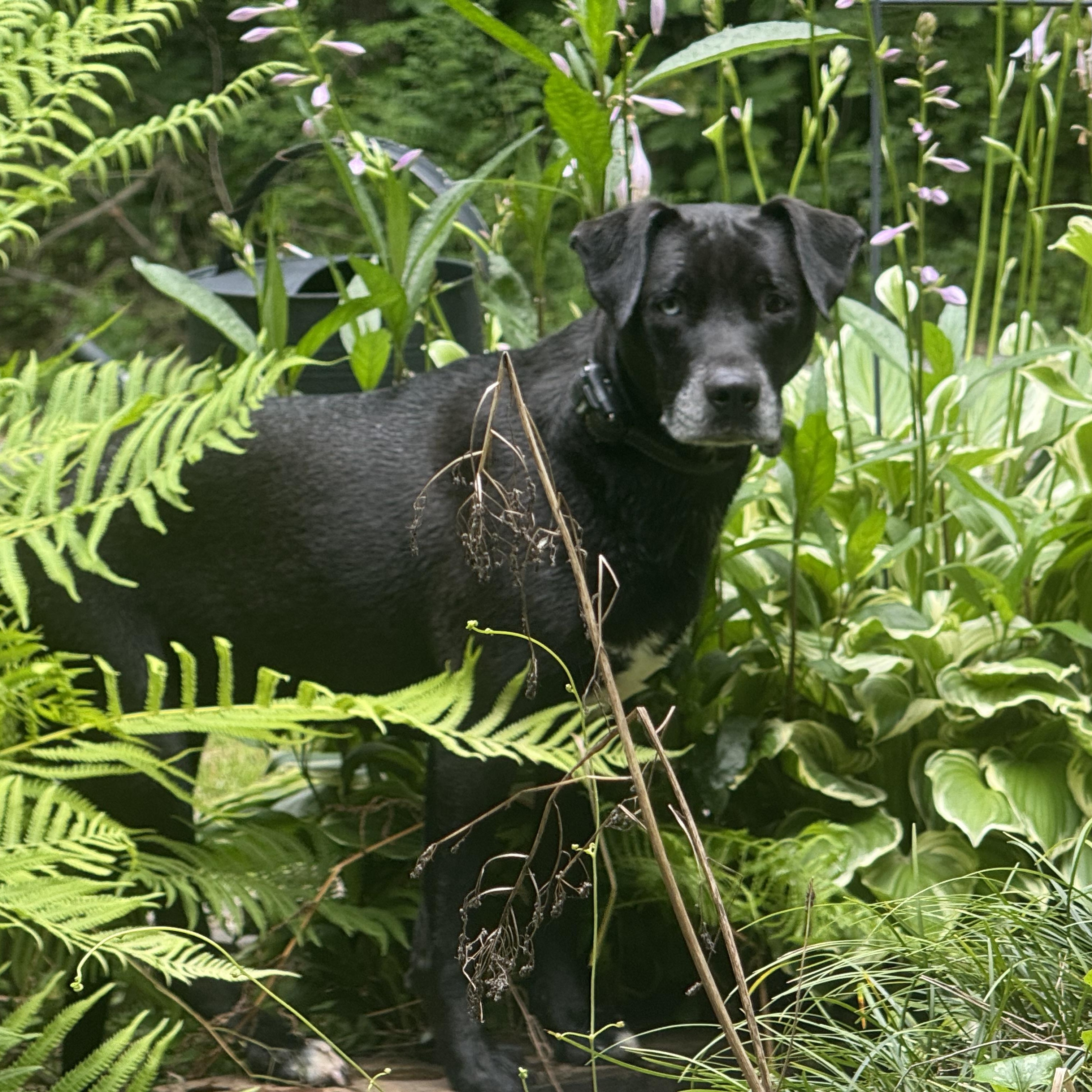 Indy Anna Jones, a Adoptable mixed breed in Ragland, AL image 4/6