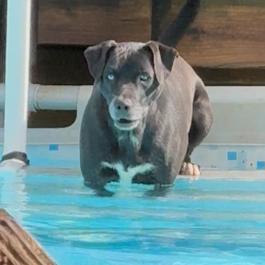 Indy Anna Jones, Adoptable, Young Female American Staffordshire Terrier & Carolina Dog.