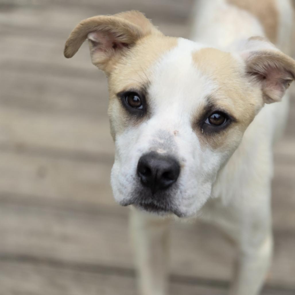 Simmons, Adoptable, Puppy Male Terrier.
