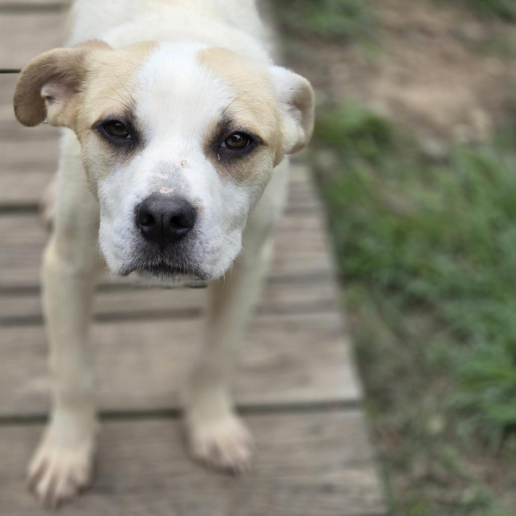 Enlarge Simmons, a Adoptable Terrier in Hagerstown , MD image 3/3