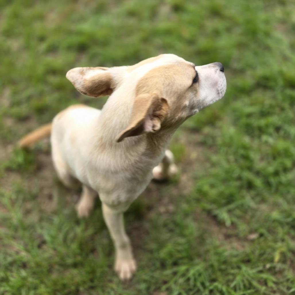 Enlarge Simmons, a Adoptable Terrier in Hagerstown , MD image 2/3