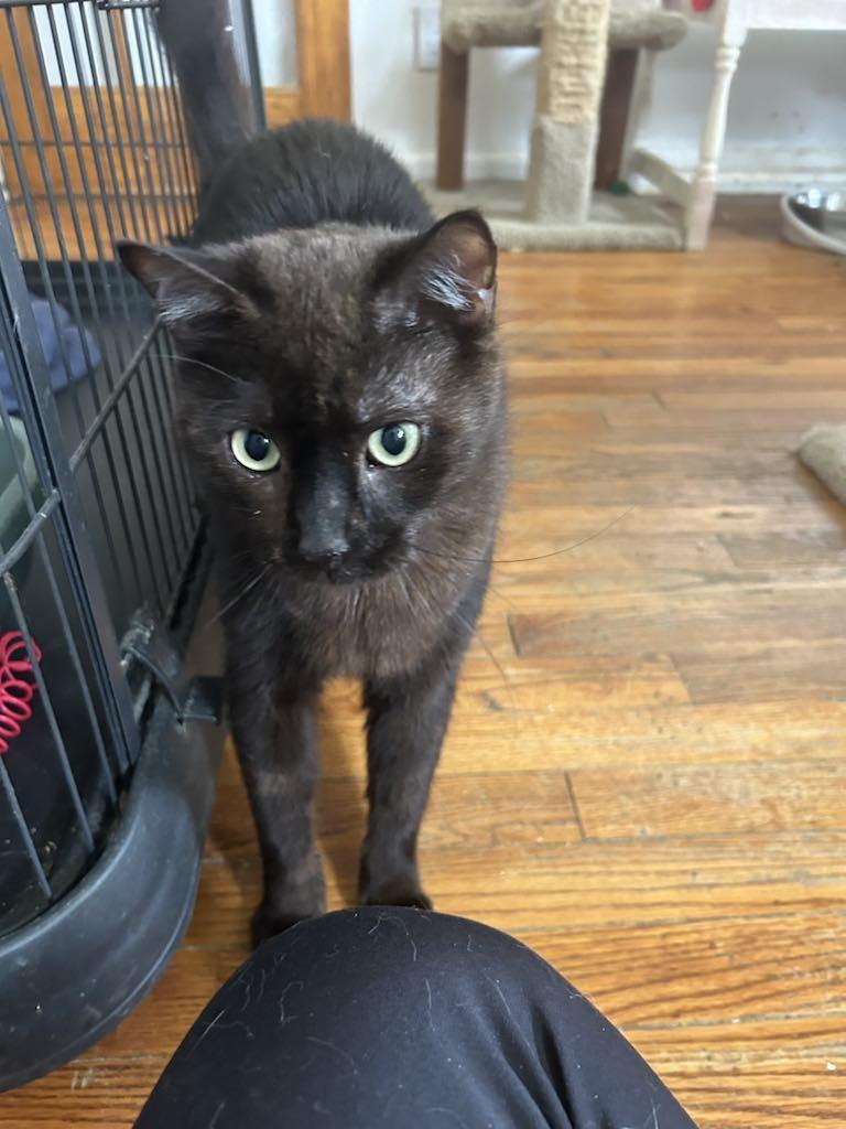 Mason (lap cat)