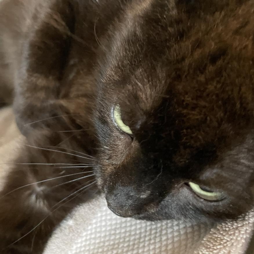 Mason (lap cat)