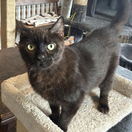 Mason (lap cat)
