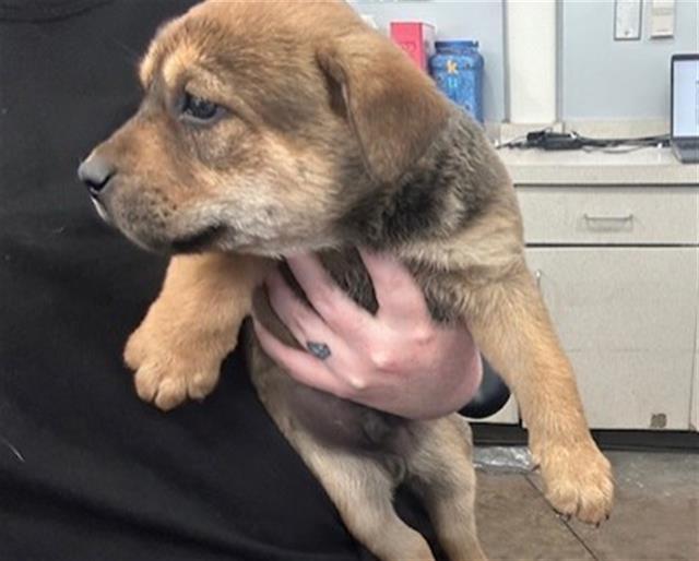 MILO — thumbnail 2