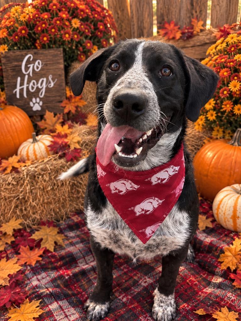 Butterbean, Adoptable, Puppy Male Mixed Breed.