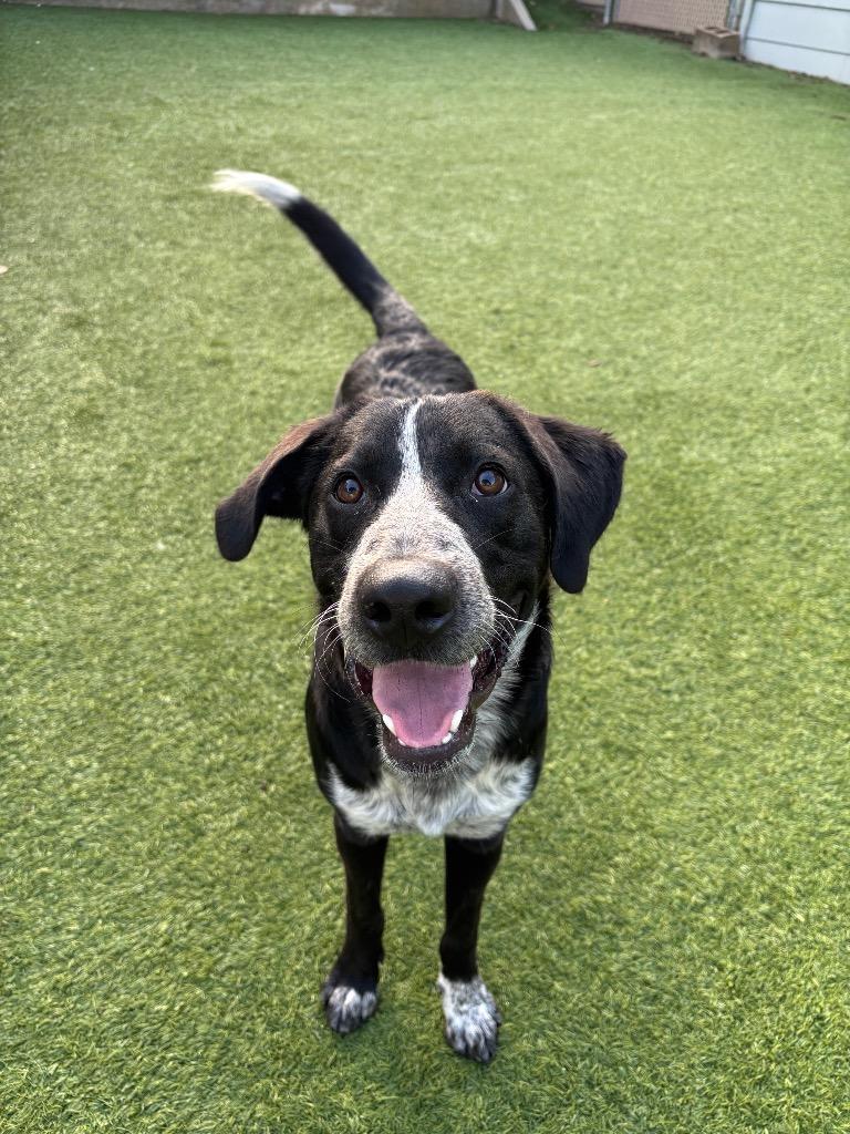 Enlarge Butterbean, a Adoptable Mixed Breed in Fayetteville, AR image 2/6