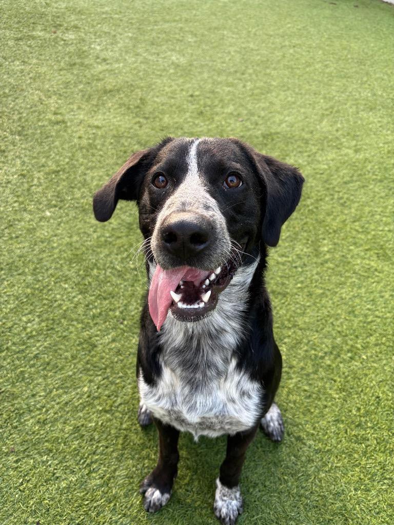 Enlarge Butterbean, a Adoptable Mixed Breed in Fayetteville, AR image 3/6