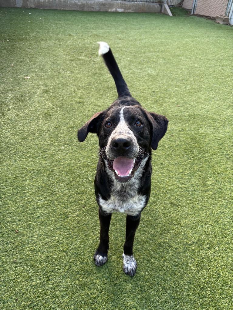 Enlarge Butterbean, a Adoptable Mixed Breed in Fayetteville, AR image 4/6