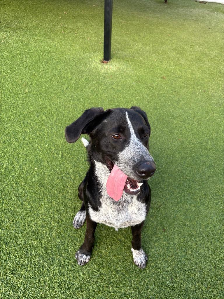 Enlarge Butterbean, a Adoptable Mixed Breed in Fayetteville, AR image 5/6
