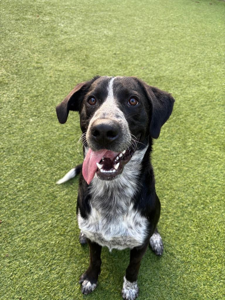 Enlarge Butterbean, a Adoptable Mixed Breed in Fayetteville, AR image 6/6