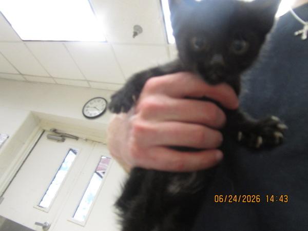 Elizabeth(620), Adoptable, Kitten Female Domestic Short Hair.